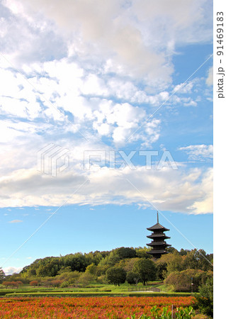秋の備中国分寺|青空と赤米(縦構図) 秋の備中国分寺|青空と赤米(縦構図) 91469183