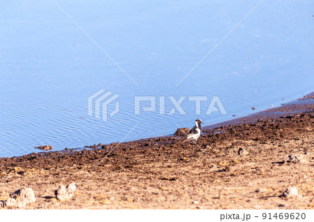 A Blacksmith Lapwing standing next to a waterhole in Etosha 91469620