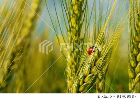 ladybug on young green wheat sprout, agricultural field, bright spring landscape on a sunny day, blue sky as background 91469987