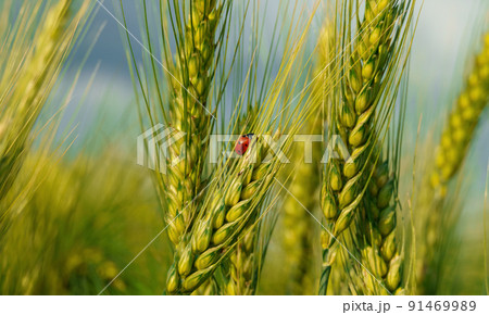 ladybug on young green wheat sprout, agricultural field, bright spring landscape on a sunny day, blue sky as background ladybug on young green wheat sprout, agricultural field, bright spring landscape on a sunny day, blue sky as background 91469989