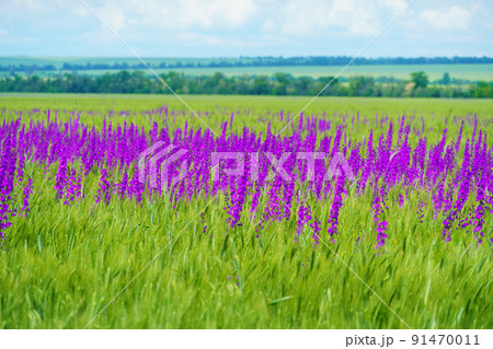 bright spring landscape on a sunny day - an agricultural field with young wheat sprouts and delphinium flowers 91470011