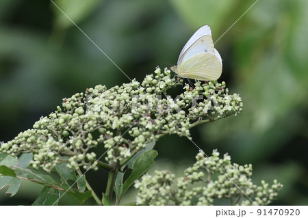 生き物　昆虫　ナミエシロチョウ、オスです。ほぼ白か薄黄色、前翅にぼんやり黒班が見えます 91470920