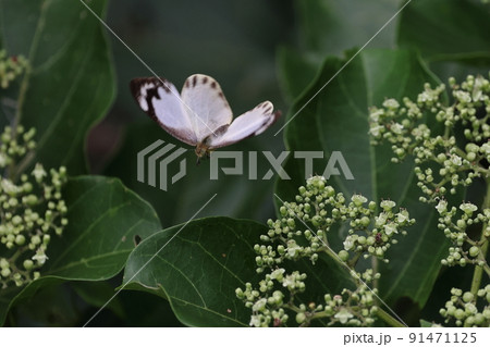 生き物　昆虫　ナミエシロチョウ、メスです。翅表の外縁部に黒い模様が現れています 91471125