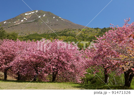 福島県耶麻郡猪苗代町長田天鏡台 昭和の森天鏡台の八重桜関山並木と残雪の会津磐梯山の景色 福島県耶麻郡猪苗代町長田天鏡台 昭和の森天鏡台の八重桜関山並木と残雪の会津磐梯山の景色 91471326