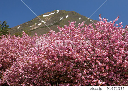 福島県耶麻郡猪苗代町長田天鏡台　昭和の森天鏡台の八重桜関山並木と残雪の会津磐梯山の景色 91471335
