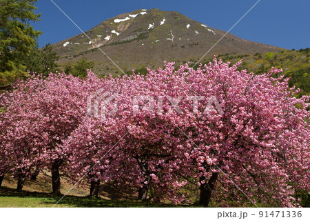 福島県耶麻郡猪苗代町長田天鏡台　昭和の森天鏡台の八重桜関山並木と残雪の会津磐梯山の景色 91471336