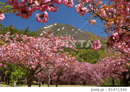 福島県耶麻郡猪苗代町長田天鏡台 昭和の森天鏡台の八重桜関山並木と残雪の会津磐梯山の景色 福島県耶麻郡猪苗代町長田天鏡台 昭和の森天鏡台の八重桜関山並木と残雪の会津磐梯山の景色 91471340