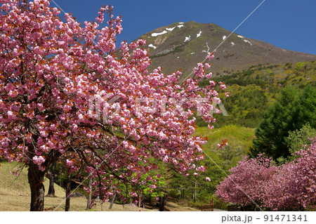 福島県耶麻郡猪苗代町長田天鏡台　昭和の森天鏡台の八重桜関山並木と残雪の会津磐梯山の景色 91471341