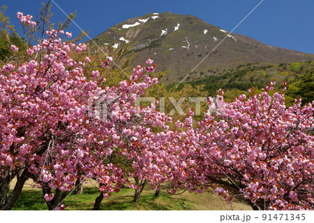 福島県耶麻郡猪苗代町長田天鏡台　昭和の森天鏡台の八重桜関山並木と残雪の会津磐梯山の景色 91471345