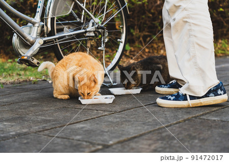 早朝の野良猫と老人 91472017