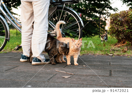 早朝の野良猫と老人 91472021