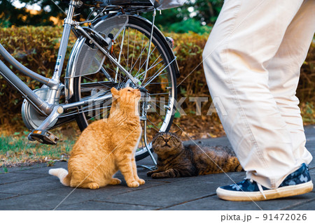 早朝の野良猫と老人 91472026