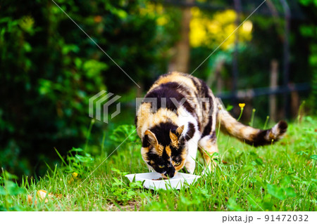 早朝の野良猫と老人 91472032