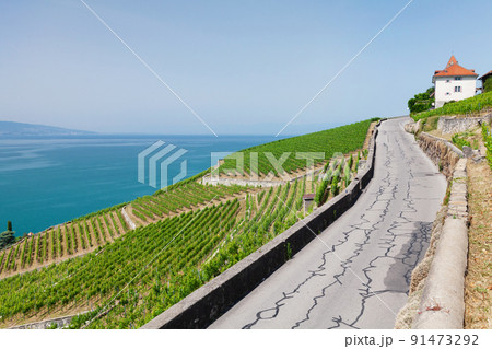Beautiful sunny landscape with vineyards near lake Beautiful sunny landscape with vineyards near lake 91473292