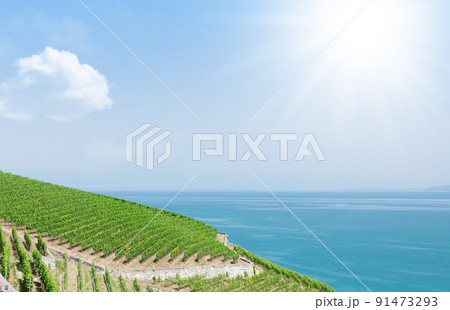 Beautiful sunny landscape with vineyards near lake Beautiful sunny landscape with vineyards near lake 91473293