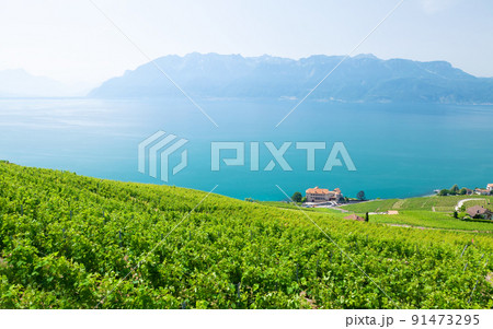 Beautiful sunny landscape with vineyards near lake and mountains 91473295