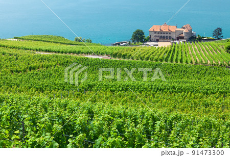 Beautiful sunny landscape with vineyards near lake Beautiful sunny landscape with vineyards near lake 91473300