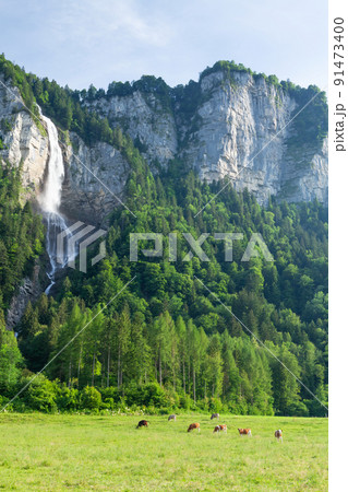 Cows in pasture on alpine meadow Cows in pasture on alpine meadow 91473400