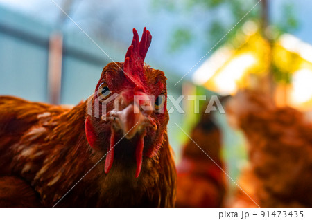 The rooster looks directly into the camera lens. Close-up. Farm in the background. 91473435
