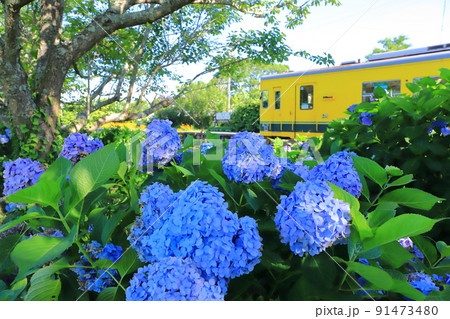 いすみ鉄道「国吉駅の木陰に咲く紫陽花と列車」 91473480