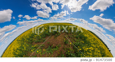 panorama of summer day blossomong yellow rapseed colza field in hyperbolic projection panorama of summer day blossomong yellow rapseed colza field in hyperbolic projection 91473500
