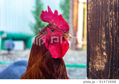 A rooster's head with a red crest on a farm next to an old wooden board 91473698