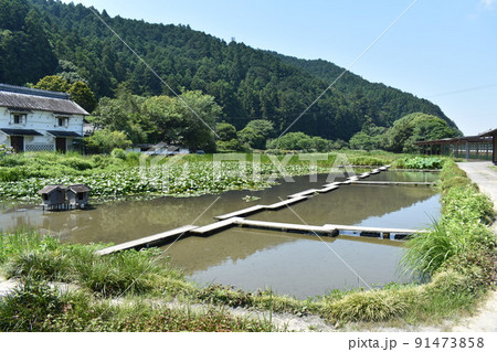 蓮の池 蓮の池 91473858