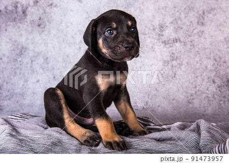 Louisiana Catahoula Leopard Dog puppy sitting on gray 91473957