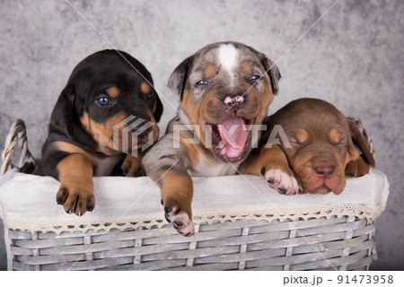 Three Louisiana Catahoula Leopard Dogs puppies on gray background Three Louisiana Catahoula Leopard Dogs puppies on gray background 91473958
