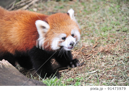 レッサーパンダ 91473979