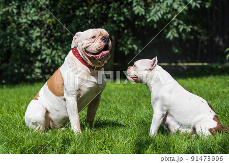 Two dogs strong White American Bulldog male and American Bully female dog outdoors Two dogs strong White American Bulldog male and American Bully female dog outdoors 91473996