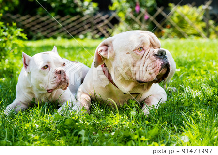 Two dogs strong White American Bulldog male and American Bully female dog outdoors 91473997