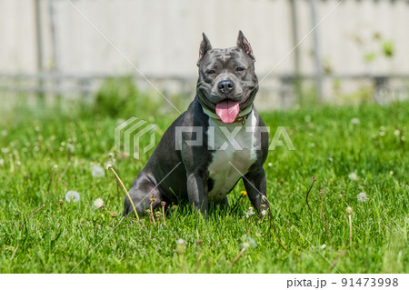 Blue hair American Staffordshire Terrier dog or AmStaff on nature 91473998