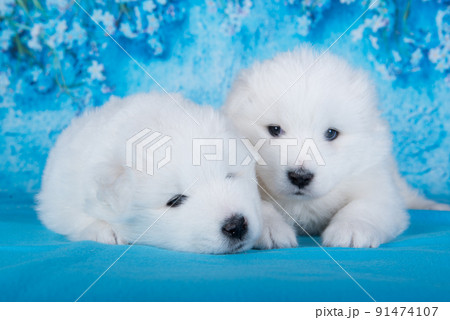 Two White fluffy small Samoyed puppies dogs are sitting on blue background with blue flowers Two White fluffy small Samoyed puppies dogs are sitting on blue background with blue flowers 91474107