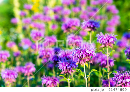 夏 早朝の花壇 ヤグルマハッカ 矢車薄荷 夏 早朝の花壇 ヤグルマハッカ 矢車薄荷 91474699