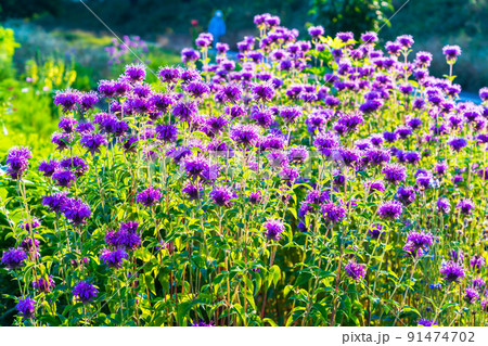 夏 早朝の花壇 ヤグルマハッカ 矢車薄荷 夏 早朝の花壇 ヤグルマハッカ 矢車薄荷 91474702