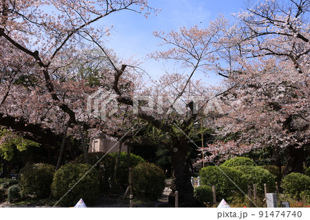 東京都台東区上野公園のコマツオトメの桜の原木 東京都台東区上野公園のコマツオトメの桜の原木 91474740