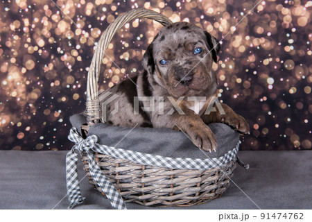 Louisiana Catahoula Leopard Dog puppy portrait on holiday background 91474762