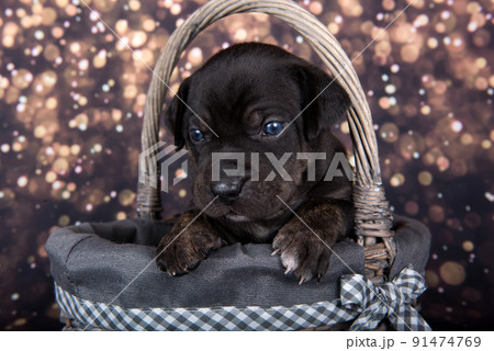 Louisiana Catahoula Leopard Dog puppy portrait on holiday background 91474769