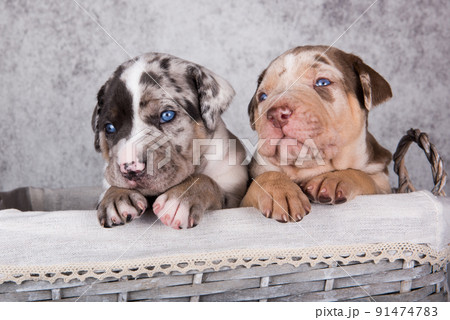 Two Louisiana Catahoula Leopard Dogs puppies on gray background Two Louisiana Catahoula Leopard Dogs puppies on gray background 91474783