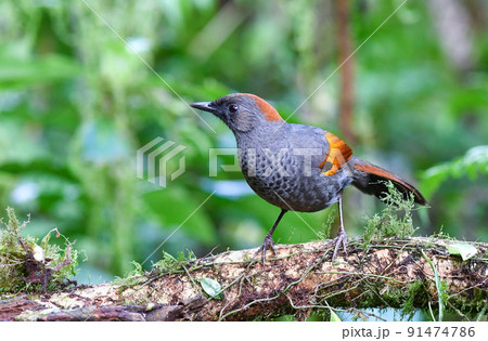 ベトナム中部高原にしか生息しない、絶滅のおそれのある珍しい野鳥キンイロガビチョウ 91474786
