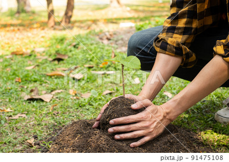 The young man's hands are planting young seedlings on fertile ground, taking care of growing plants. World environment day concept, protecting nature The young man's hands are planting young seedlings on fertile ground, taking care of growing plants. World environment day concept, protecting nature 91475108
