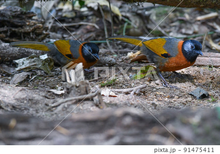 ベトナム南部のダラット高原だけに住む希少な絶滅危惧種のギンミミガビチョウ 91475411