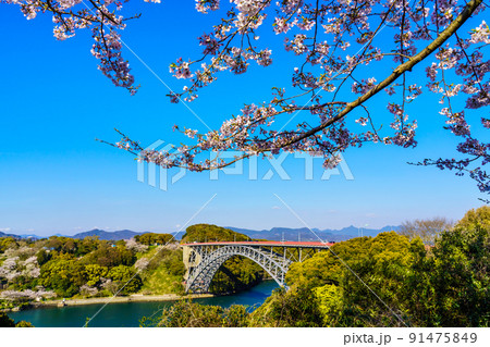 西海橋公園の桜 【長崎県西海市】 西海橋公園の桜 【長崎県西海市】 91475849