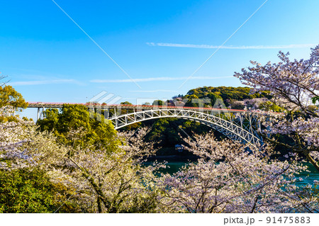 西海橋公園の桜　【長崎県西海市】 91475883