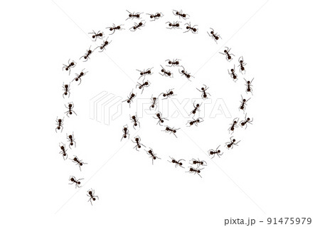 Black ant spiral trail. Working insect curve group silhouettes isolated on white background. Vector illustration. 91475979