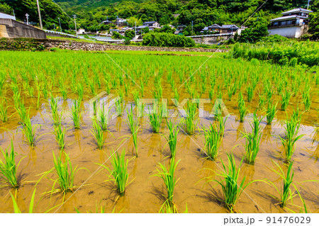 上浦の棚田 水張り風景 【長崎市】 上浦の棚田 水張り風景 【長崎市】 91476029