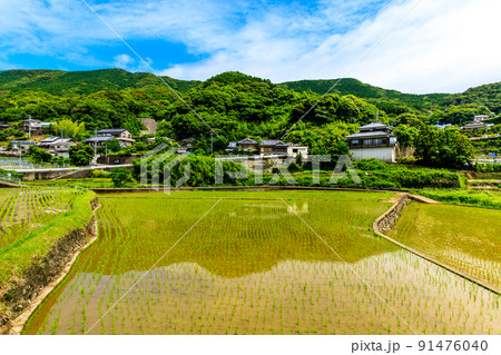 上浦の棚田 水張り風景 【長崎市】 上浦の棚田 水張り風景 【長崎市】 91476040