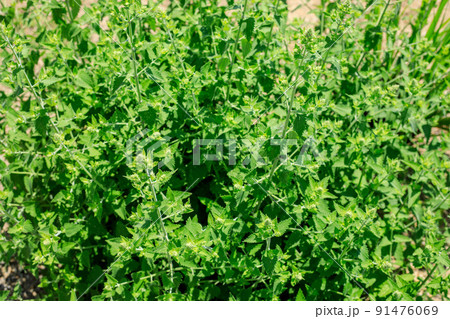 イヌハッカ（キャットニップ） 91476069