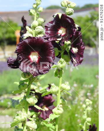 ブラックマロウ(タチアオイの黒紫花品種) ブラックマロウ(タチアオイの黒紫花品種) 91476208